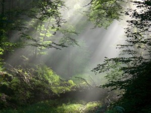 Light filtering through trees in a forest